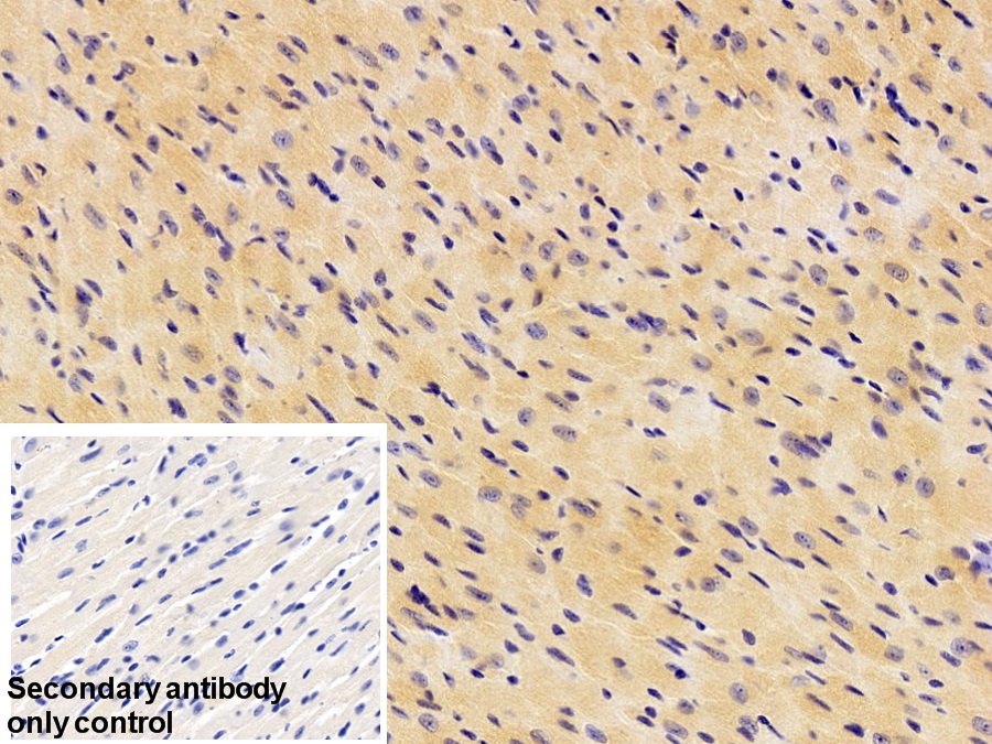 Polyclonal Antibody to N-Terminal Pro-Atrial Natriuretic Peptide (NT-ProANP)