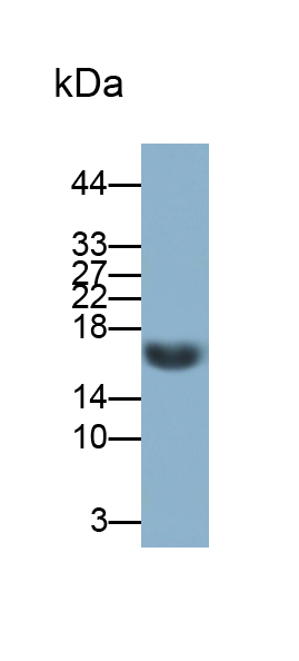 Polyclonal Antibody to N-Terminal Pro-Atrial Natriuretic Peptide (NT-ProANP)