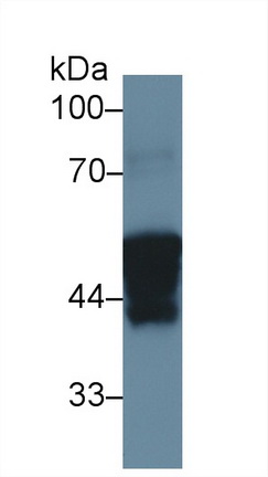 Polyclonal Antibody to Cytokeratin 4 (CK4)