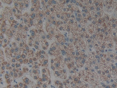 Polyclonal Antibody to Cytokeratin 1 (CK1)