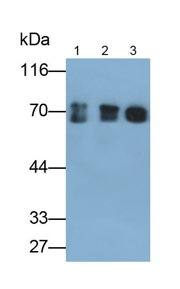 Polyclonal Antibody to Cytokeratin 1 (CK1)