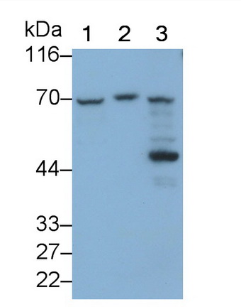 Polyclonal Antibody to Fibrinogen Like Protein 2 (FGL2)