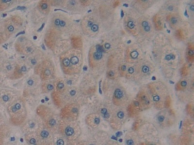 Polyclonal Antibody to Serum Response Factor (SRF)