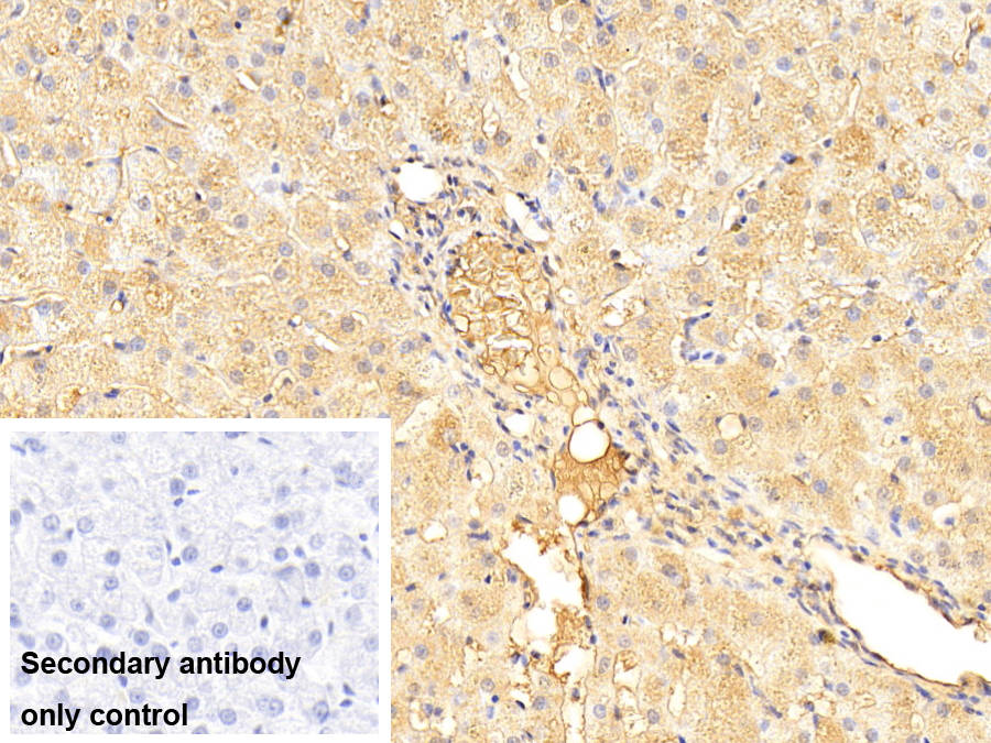 Polyclonal Antibody to Apolipoprotein A1 (APOA1)