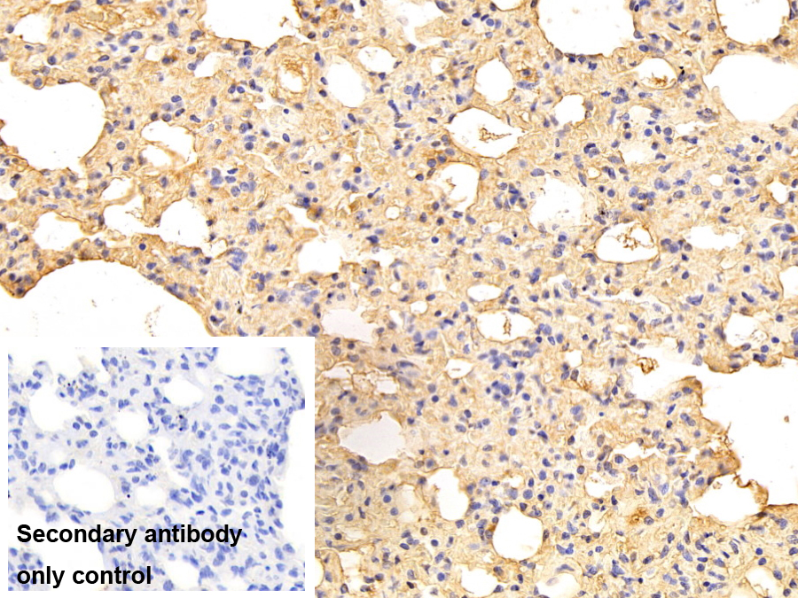 Polyclonal Antibody to Apolipoprotein A1 (APOA1)