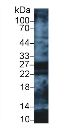 Polyclonal Antibody to Apolipoprotein A1 (APOA1)