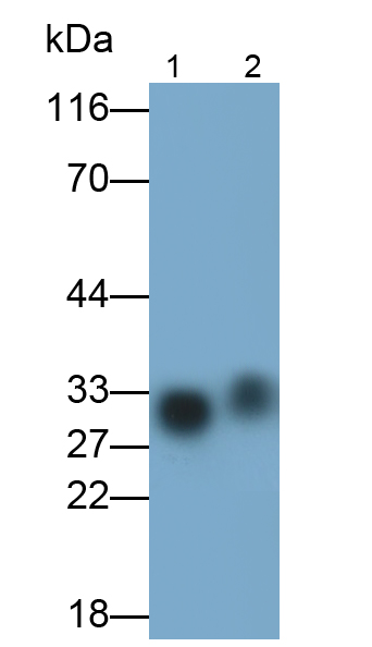Polyclonal Antibody to Apolipoprotein A1 (APOA1)
