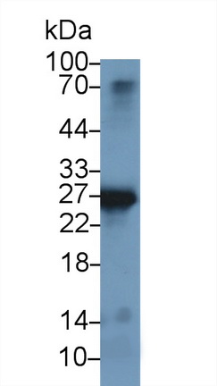 Polyclonal Antibody to Apolipoprotein A1 (APOA1)