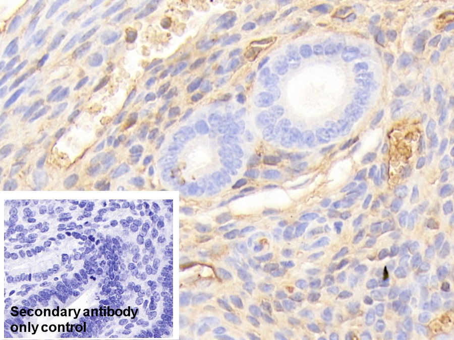 Polyclonal Antibody to Apolipoprotein A1 (APOA1)