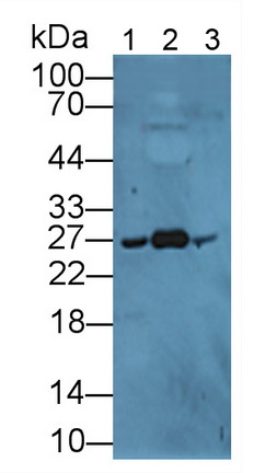 Polyclonal Antibody to Apolipoprotein A1 (APOA1)