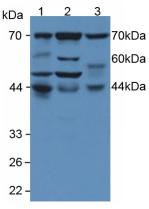 Polyclonal Antibody to Protein Kinase R (PKR)