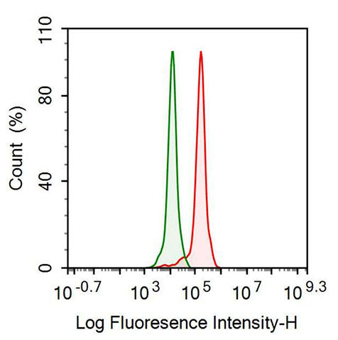 Polyclonal Antibody to Protein Kinase R (PKR)