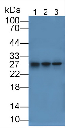 Polyclonal Antibody to Tissue Factor (TF)