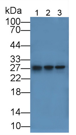 Polyclonal Antibody to Tissue Factor (TF)