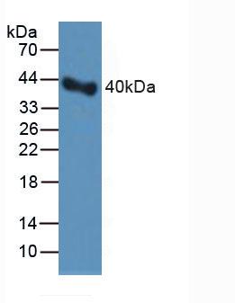 Polyclonal Antibody to Plasminogen Activator Inhibitor 1 (PAI1)