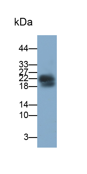 Polyclonal Antibody to Myelin Basic Protein (MBP)