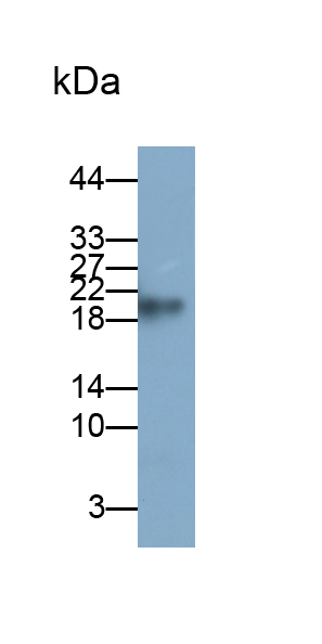 Polyclonal Antibody to Myelin Basic Protein (MBP)