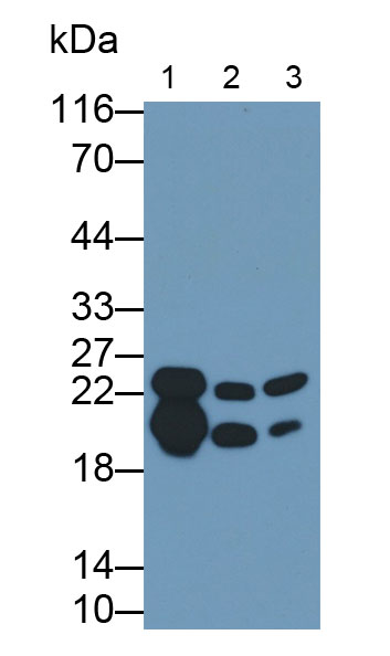 Polyclonal Antibody to Myelin Basic Protein (MBP)