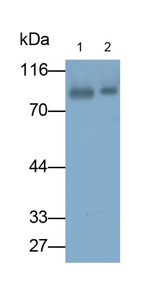 Polyclonal Antibody to Immunoglobulin M (IgM)