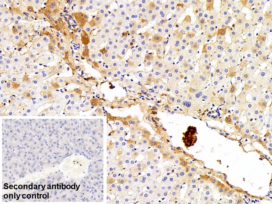 Polyclonal Antibody to Immunoglobulin G (IgG)