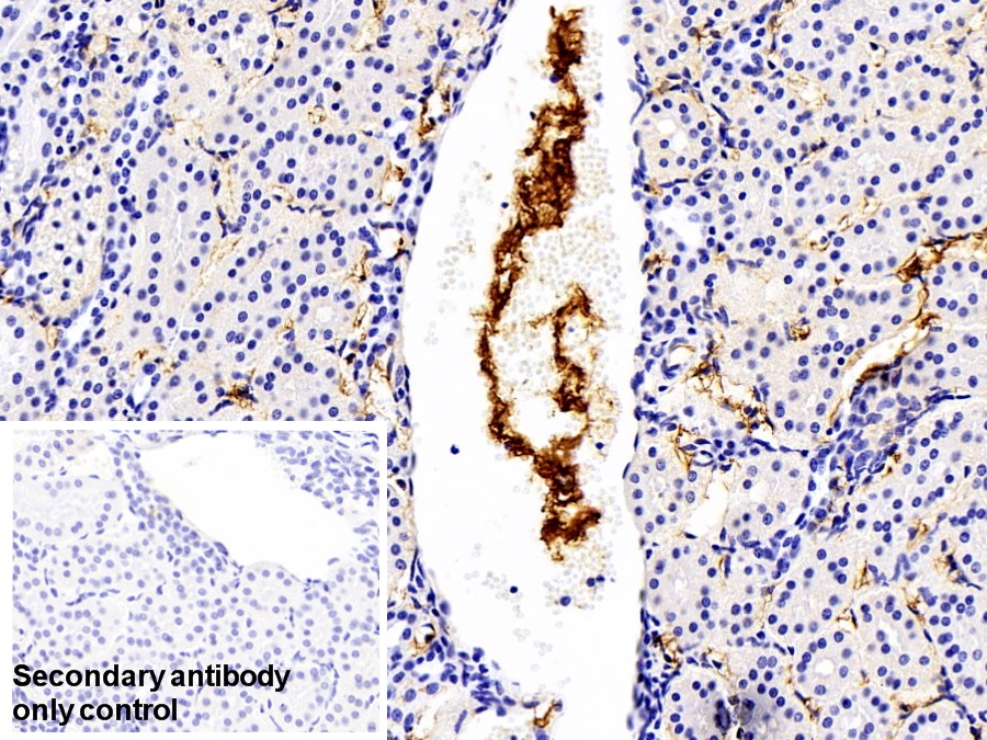 Polyclonal Antibody to Immunoglobulin G (IgG)