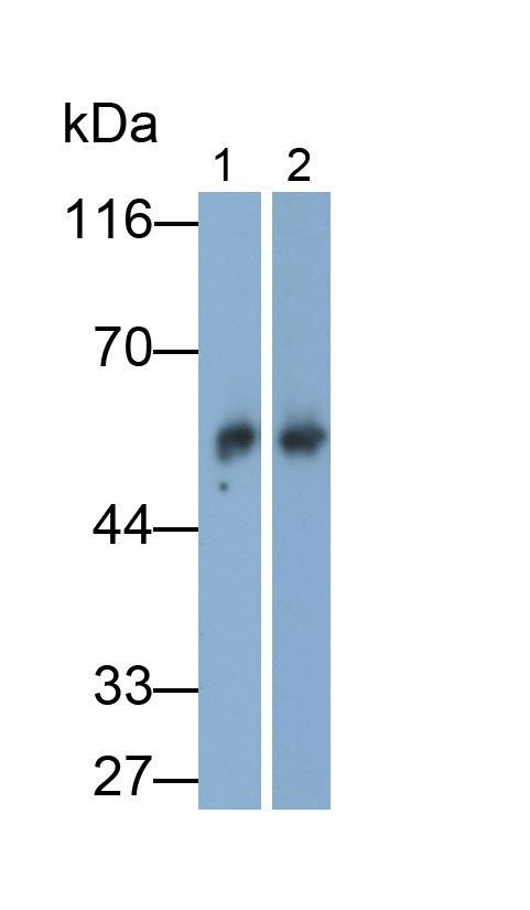 Polyclonal Antibody to Immunoglobulin G (IgG)