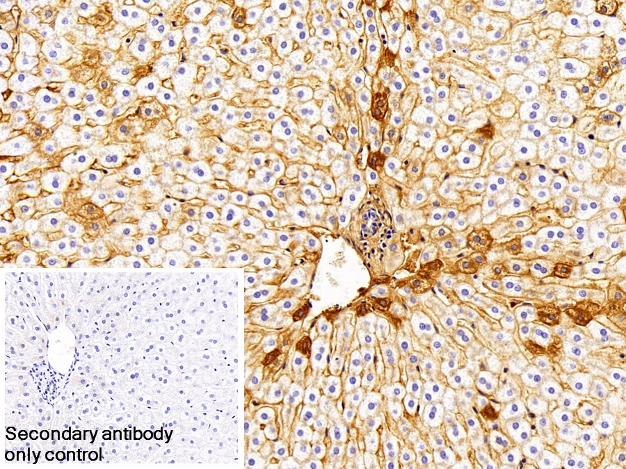 Polyclonal Antibody to Immunoglobulin G (IgG)