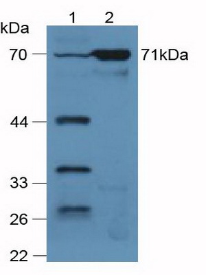 Polyclonal Antibody to Vascular Cell Adhesion Molecule 1 (VCAM1)