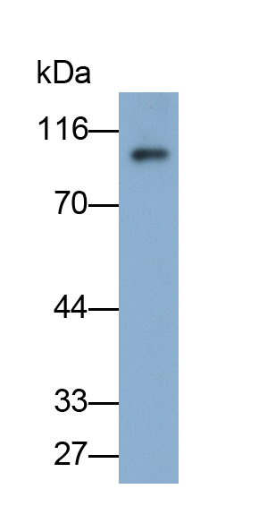 Polyclonal Antibody to Vascular Cell Adhesion Molecule 1 (VCAM1)