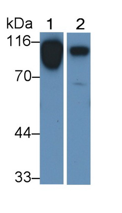 Polyclonal Antibody to Vascular Cell Adhesion Molecule 1 (VCAM1)