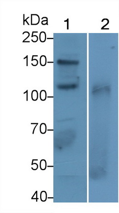 Polyclonal Antibody to Vascular Cell Adhesion Molecule 1 (VCAM1)