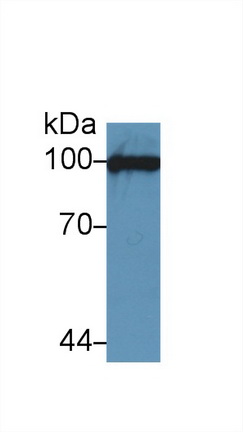 Polyclonal Antibody to Vascular Cell Adhesion Molecule 1 (VCAM1)