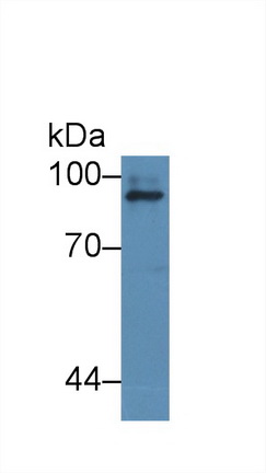 Polyclonal Antibody to Intercellular Adhesion Molecule 1 (ICAM1)