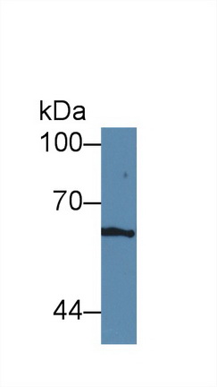 Polyclonal Antibody to Intercellular Adhesion Molecule 1 (ICAM1)