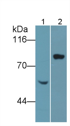 Polyclonal Antibody to Intercellular Adhesion Molecule 1 (ICAM1)