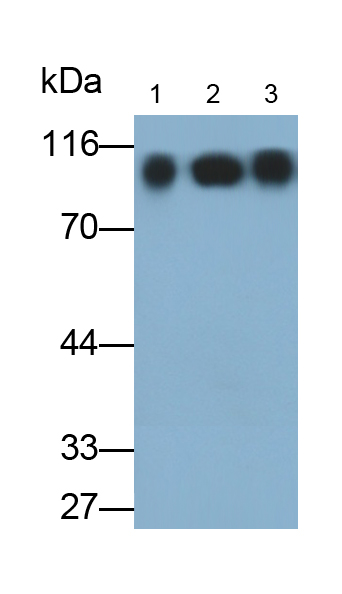 Polyclonal Antibody to Intercellular Adhesion Molecule 1 (ICAM1)