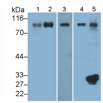 Polyclonal Antibody to Intercellular Adhesion Molecule 1 (ICAM1)