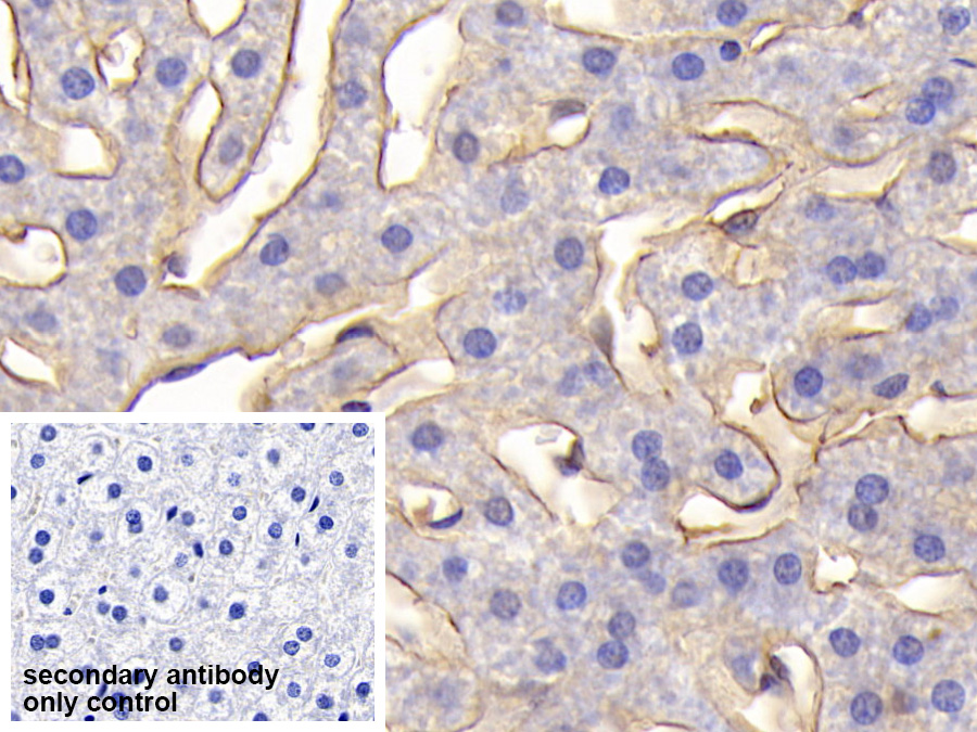 Polyclonal Antibody to Intercellular Adhesion Molecule 1 (ICAM1)