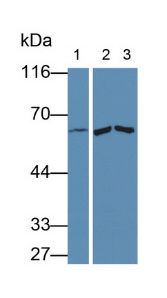 Polyclonal Antibody to Matrix Metalloproteinase 9 (MMP9)