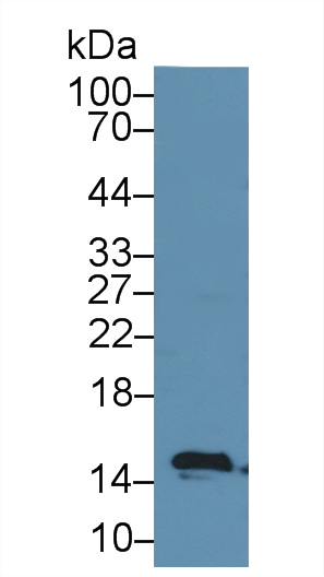 Polyclonal Antibody to Fatty Acid Binding Protein 2, Intestinal (FABP2)