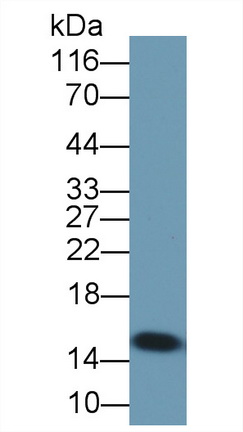 Polyclonal Antibody to Fatty Acid Binding Protein 2, Intestinal (FABP2)