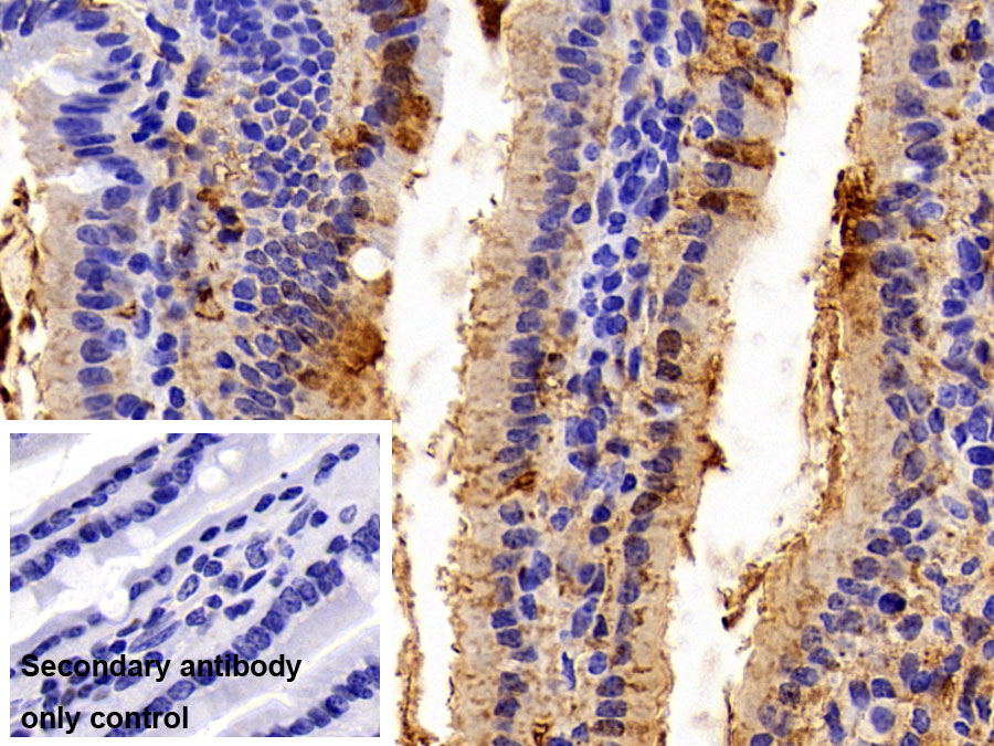 Polyclonal Antibody to Fatty Acid Binding Protein 2, Intestinal (FABP2)