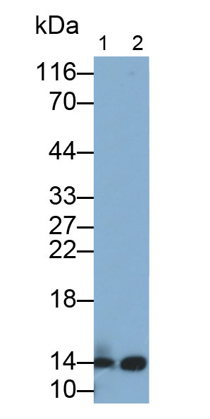 Polyclonal Antibody to Fatty Acid Binding Protein 2, Intestinal (FABP2)