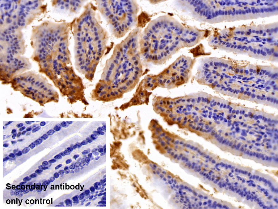 Polyclonal Antibody to Fatty Acid Binding Protein 2, Intestinal (FABP2)