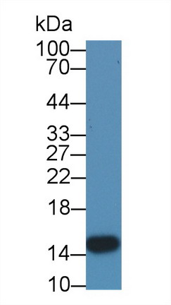 Polyclonal Antibody to Fatty Acid Binding Protein 2, Intestinal (FABP2)