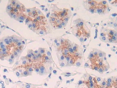 Polyclonal Antibody to Epidermal Growth Factor (EGF)