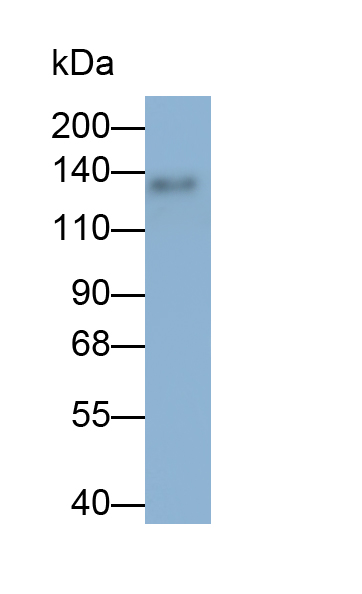 Polyclonal Antibody to Epidermal Growth Factor (EGF)
