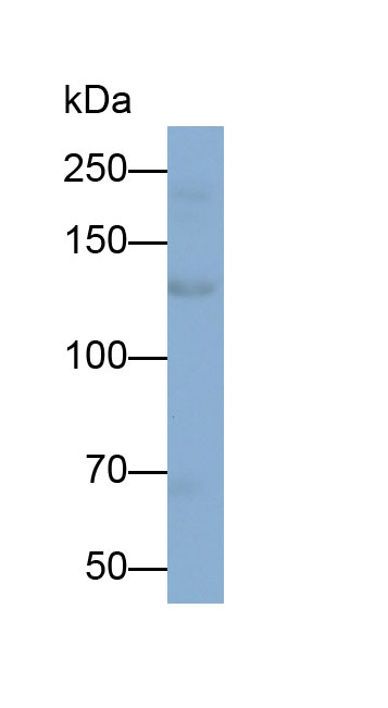Polyclonal Antibody to Collagen Type I (COL1)