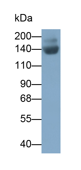 Polyclonal Antibody to Collagen Type II (COL2)