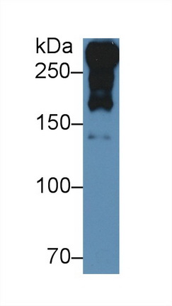 Polyclonal Antibody to Laminin Alpha 1 (LAMA1)